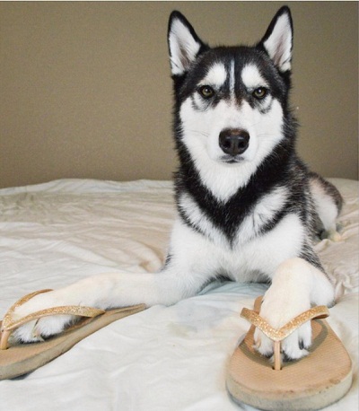dog14.jpg