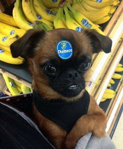 dog15.jpg