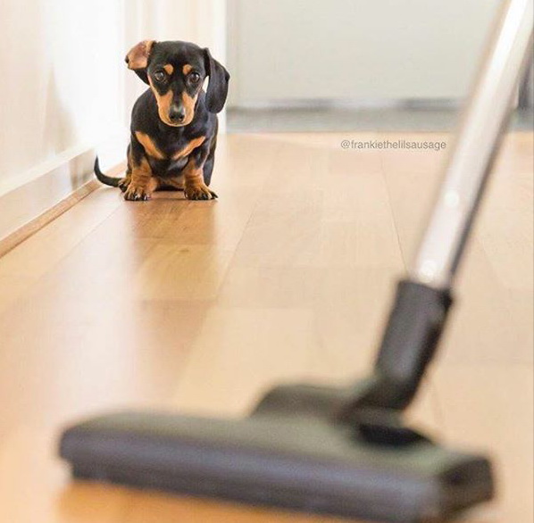 dog16.jpg