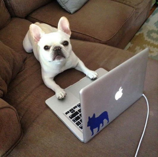 dog17.jpg