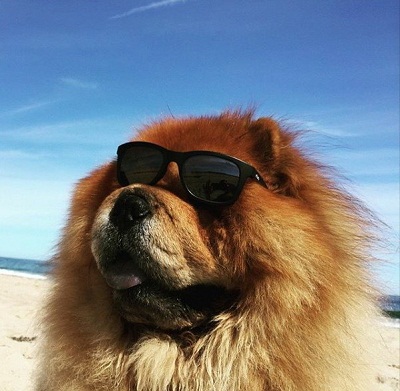 dog18.jpg