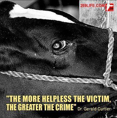 cow in tear.jpg