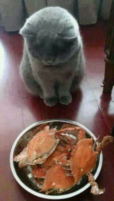 cat11.jpg