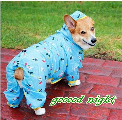 dog22.jpg
