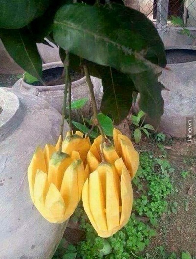 mango.jpg