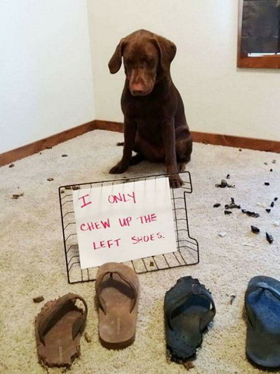 dog24.jpg