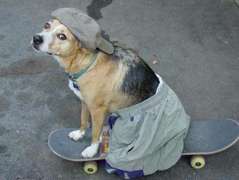 dog25.jpg