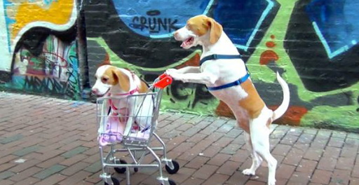 dog26.jpg
