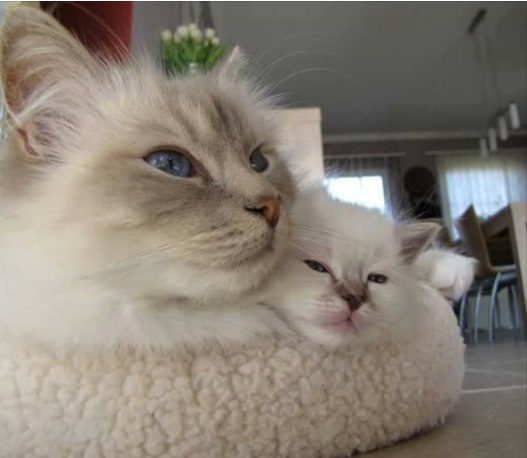 catq.jpg