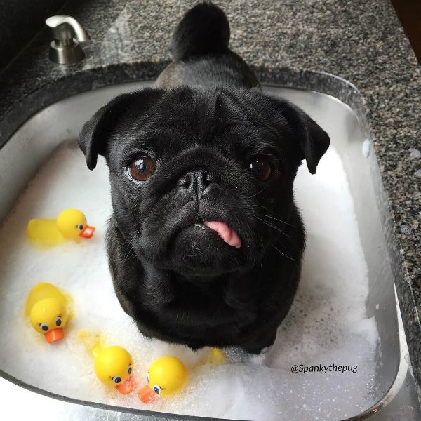 duck.jpg