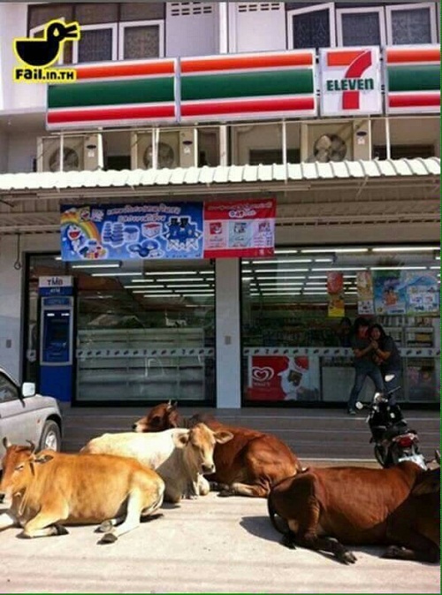 วัว.jpg