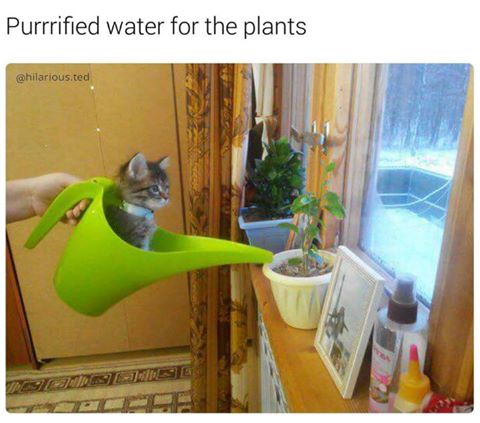 15380504_1309317359135759_3545221047070843320_n.jpg