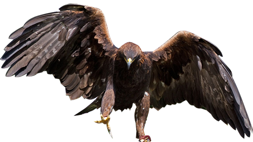 kartal-png-resimleri-sopu0.png