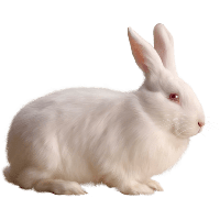 unnamed (12).png