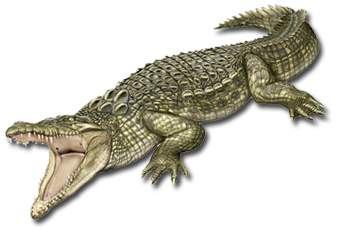 crocodile_PNG13167.png