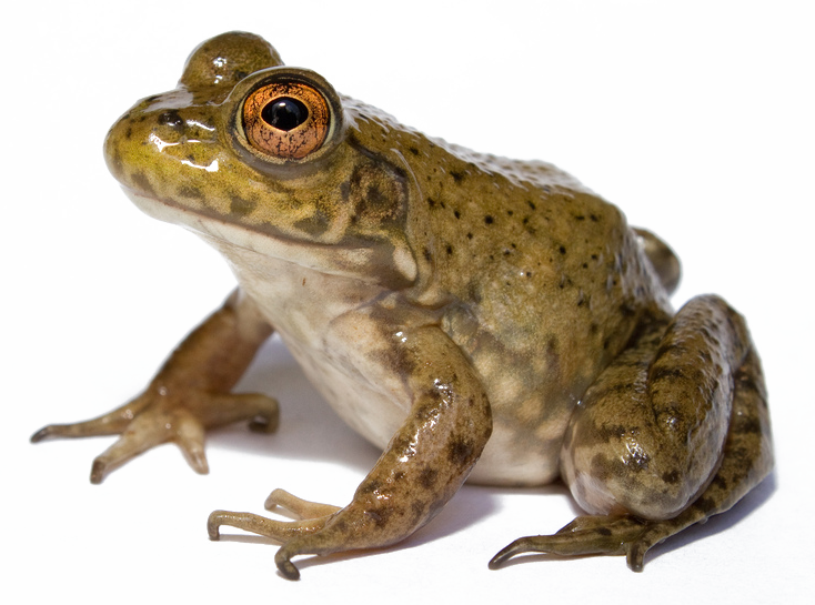 bullFrog_PD_Brian Gratwicke.png