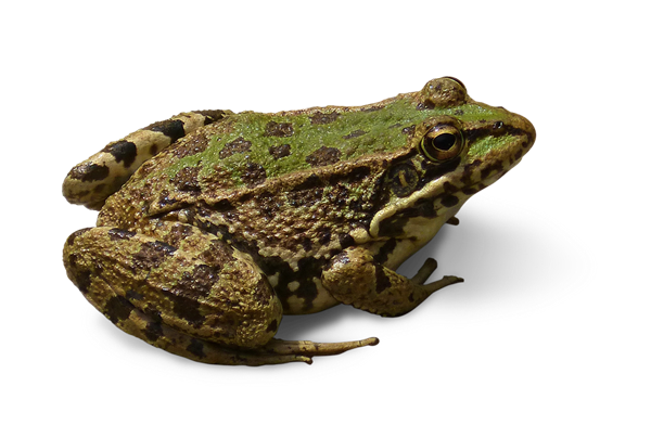 frog-1415516_960_720.png