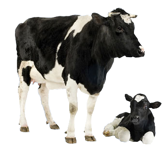 cow_colostrum_header_cow-and-calf.png