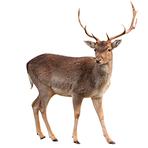 venado.png