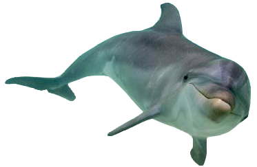 dolphin_PNG9132.png