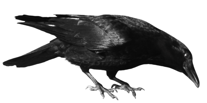 crow_8_by_peroni68-d3ima8y.png