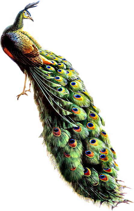 peacock-png-15.png