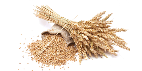 grains-pulses-global-trading-sourcing.png