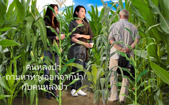 Zea-mays.jpg