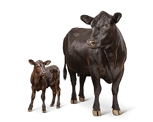 cow-with-calf-png-3.png