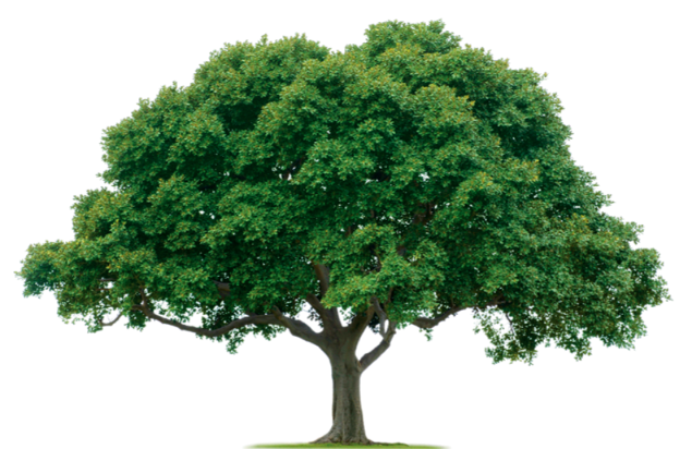 Tree-PNG.png