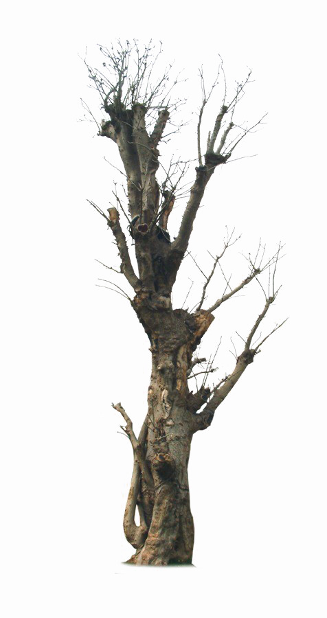 858-8588119_old-tree-png-image-background-old-tree-png.png