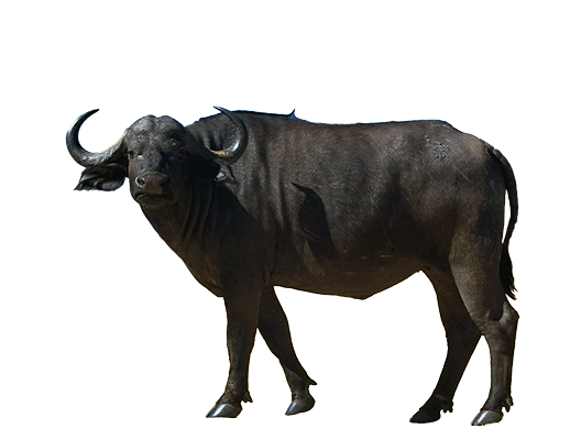 Black-Ox-Animal-Transparent-Images.png