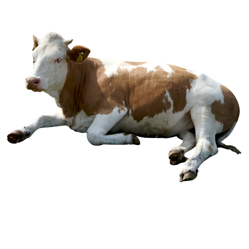 cow-pdt.png