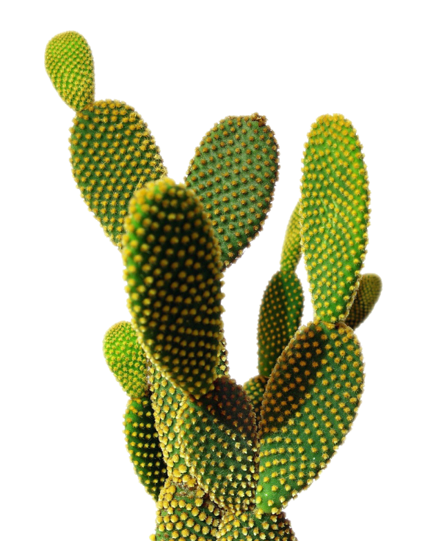 Cactus-PNG-Photos.png