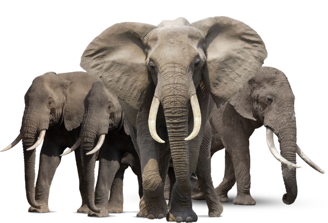 Elephant-PNG-HD.png