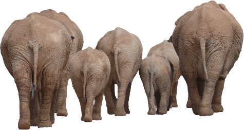 icon-elephants-23309.png